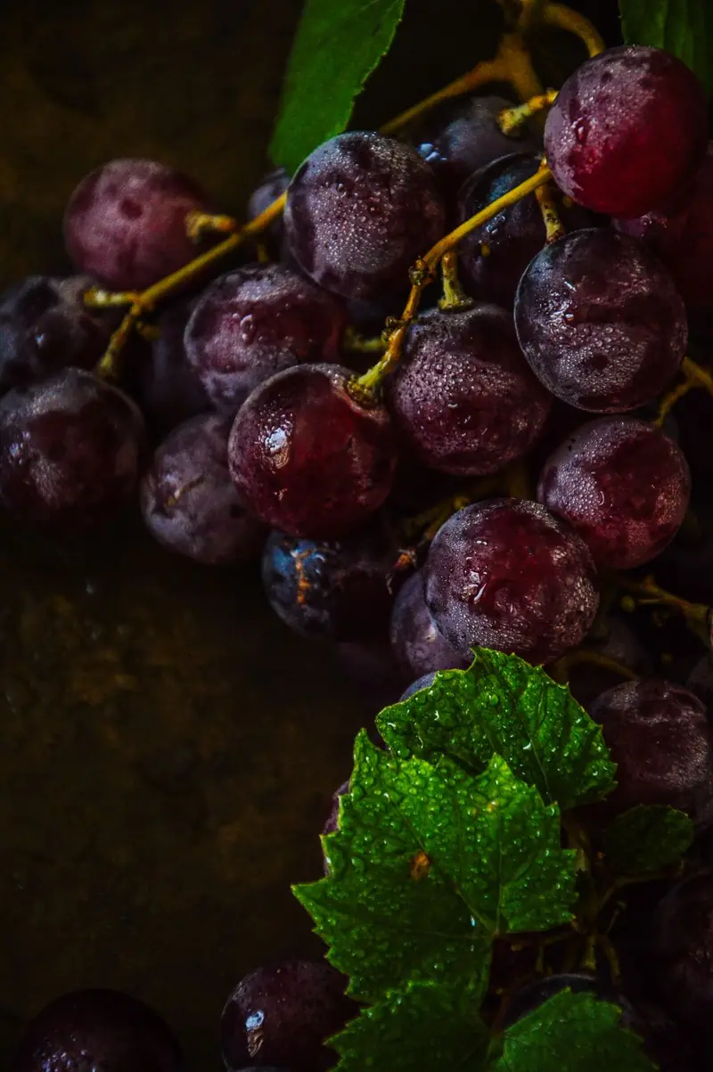 Racimo de uvas tintas sobre fondo oscuro